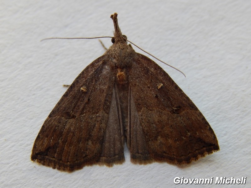 Hypena ?  Hypena rostralis